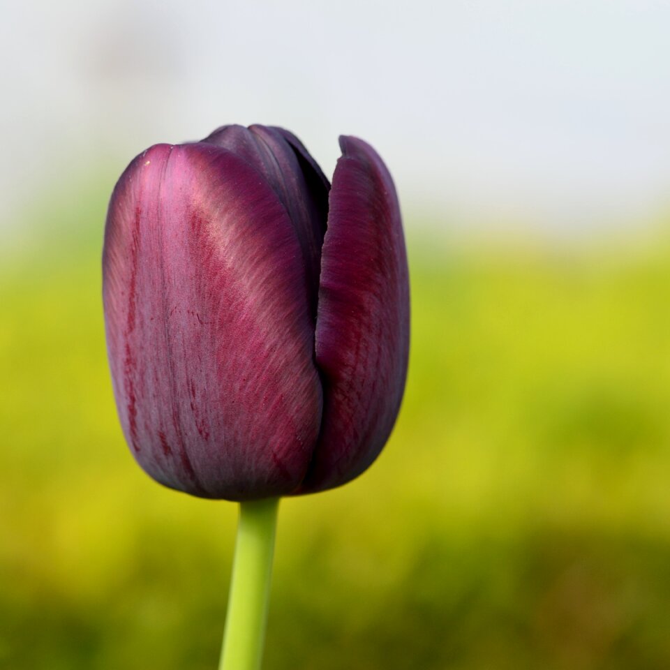 Tulip flower flowers