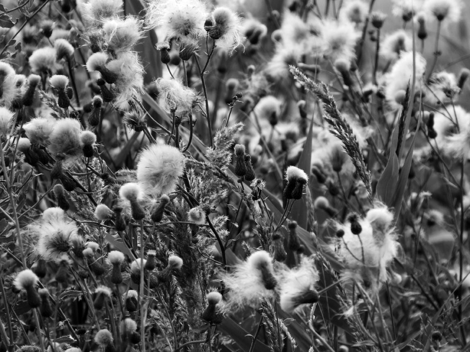 Fluff cirsium plants