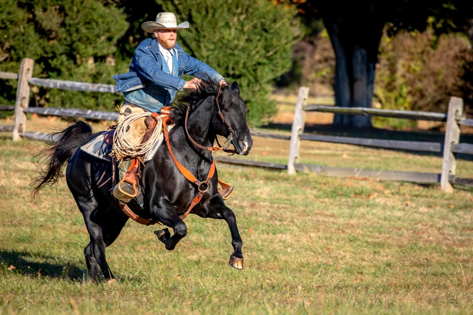 Whitehall Equestrian