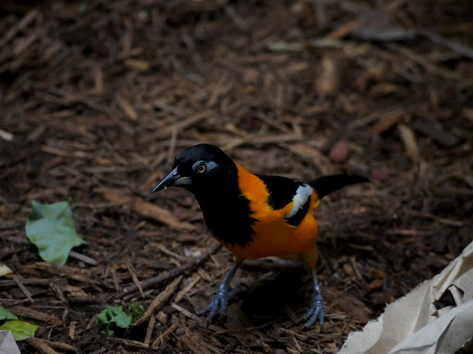 Little Blue Foot Bird [4280098]