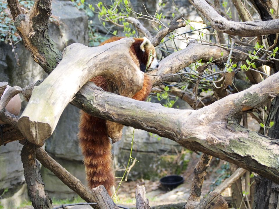 Red Panda [4280046]