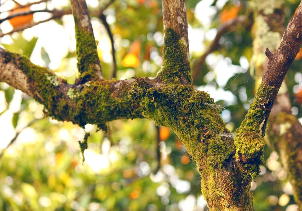Nature tree forest