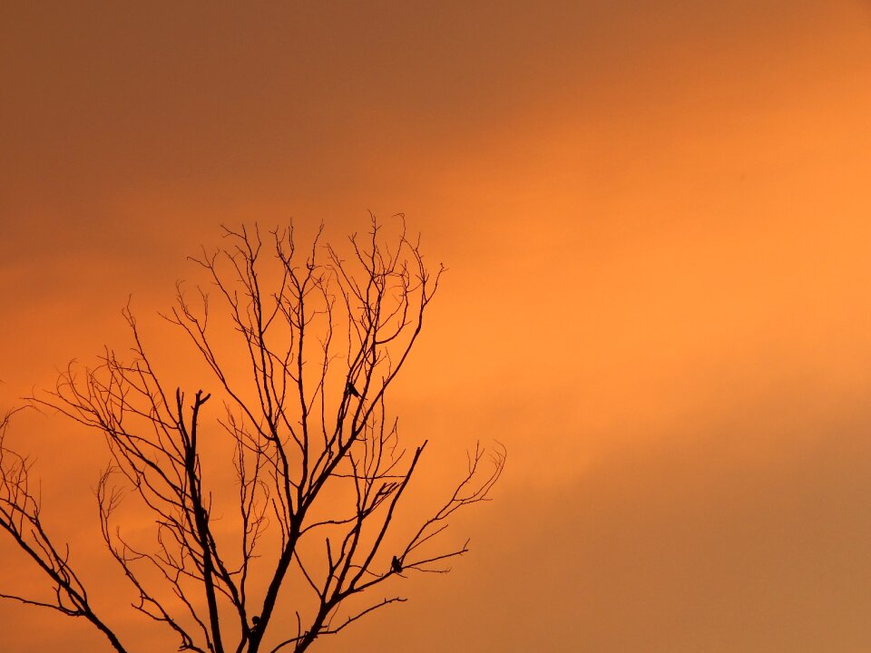 Orange tree orange sunset orange birds
