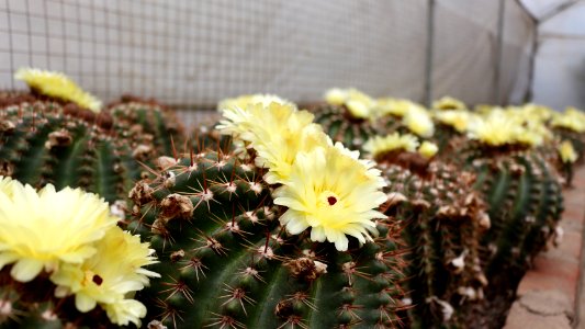 Yellow cactus flowers
