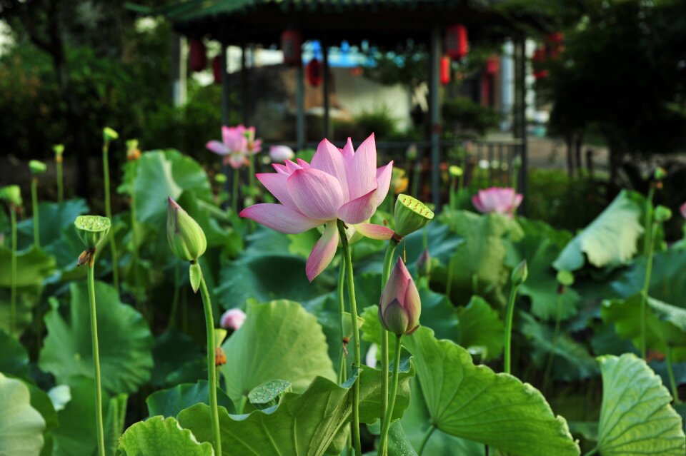 Lotus elegant artistic conception