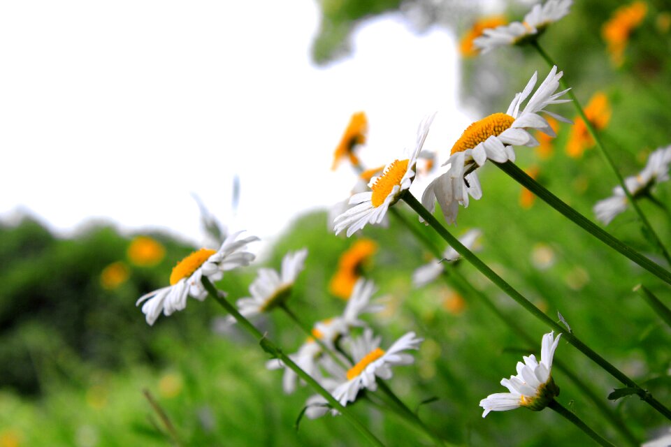 Beautiful daisy flowers