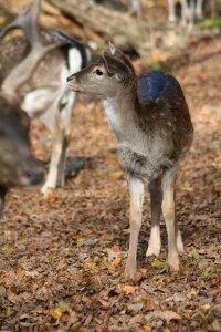 Forest deer forest animal photo