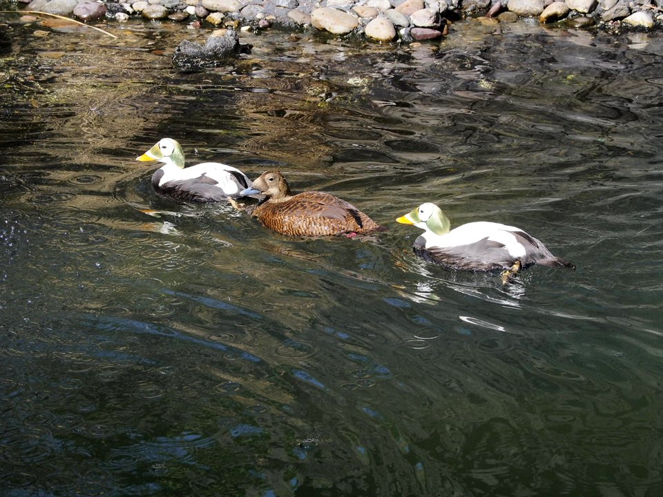 Ducks [4280032]