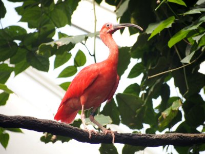 Long Beak Bird [4280071]