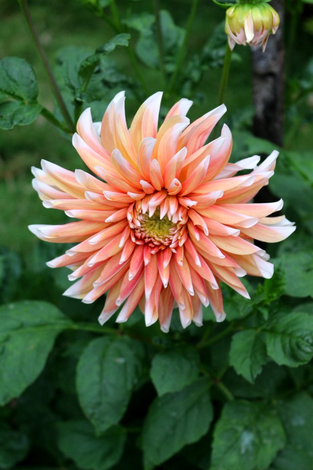 Flower close-up