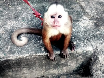 A Little Monkey