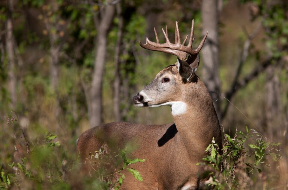 Wild buck antlers photo