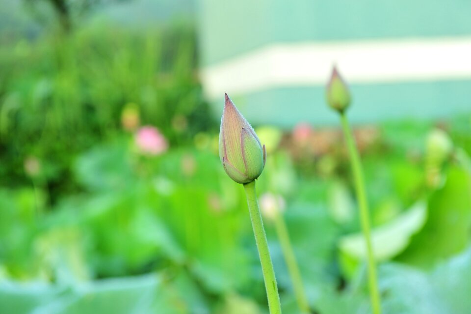 Elegant artistic conception lotus leaf