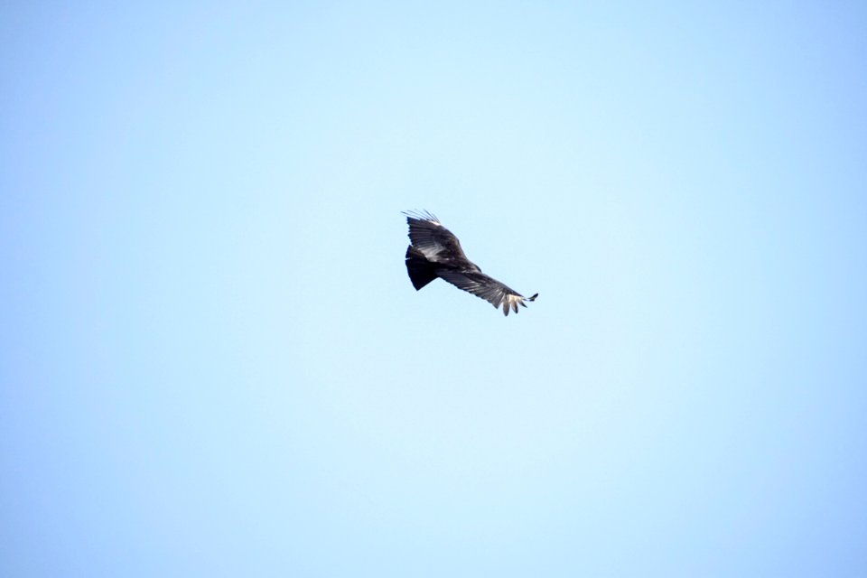 IMG 0270