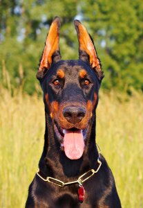 Beauty love pet