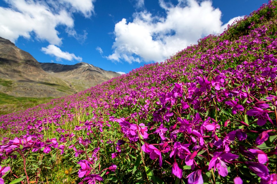 Wildflowers of Bremner (3)