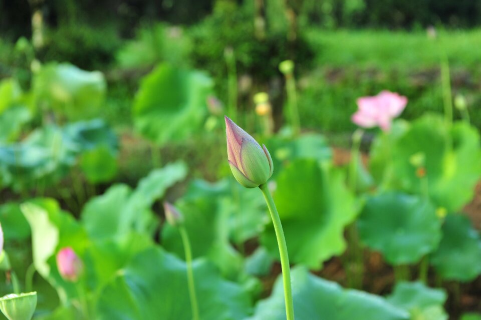 Elegant artistic conception lotus leaf