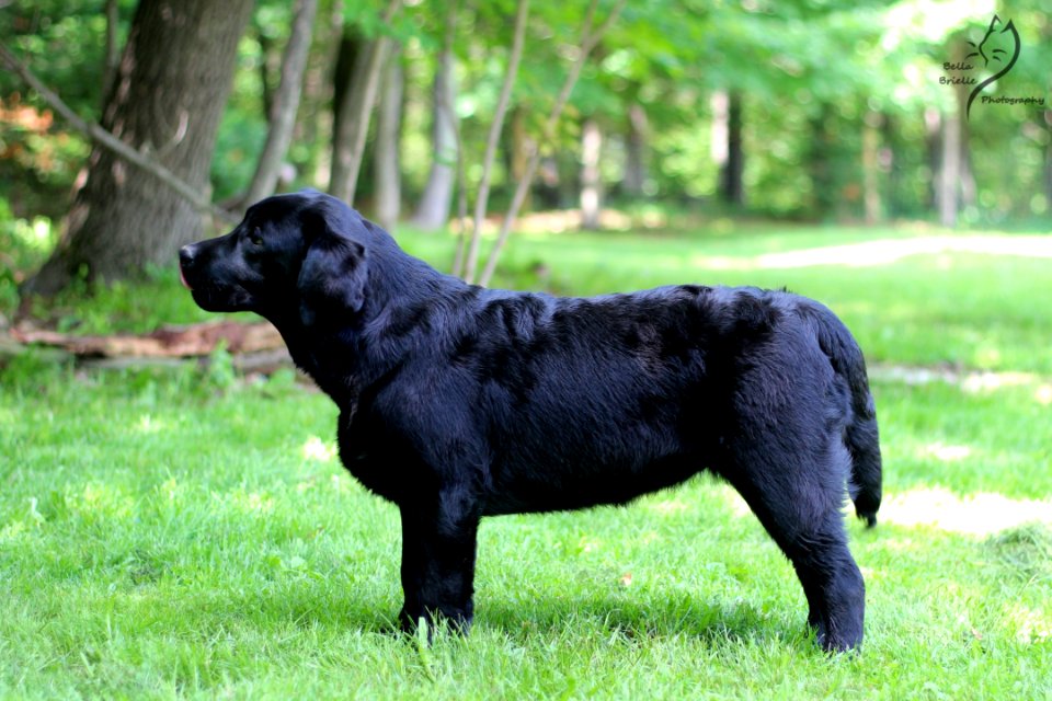 boonfield (9)
