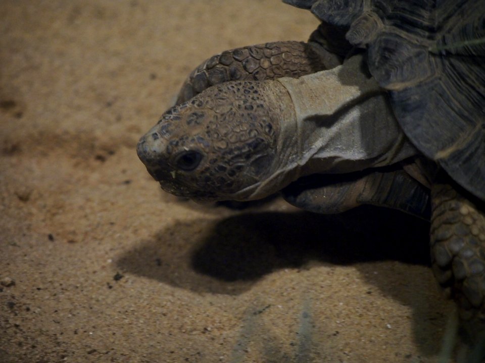 Tortise [4280103]