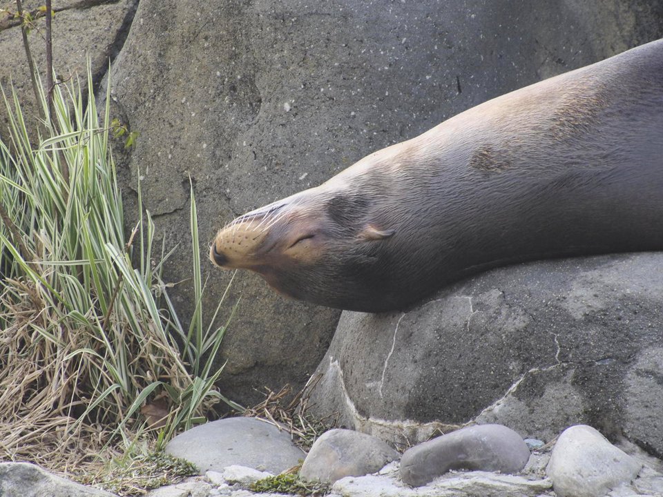 Sea Lion [4280132]