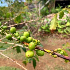 coffee cherry