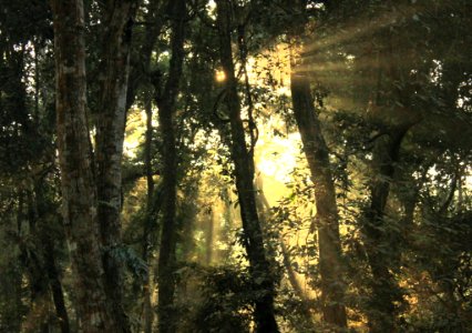 Light through the trees, Chilapata photo