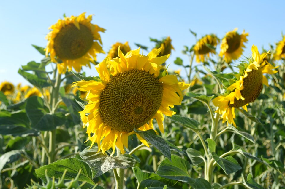 Yellow summer outdoor