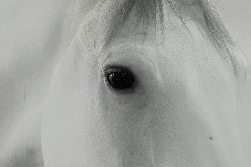 Animal nature portrait