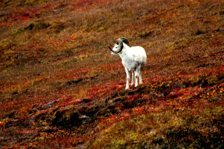 2010 DENA Sheep2 KenHill