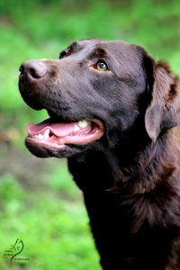 boonfield (20)