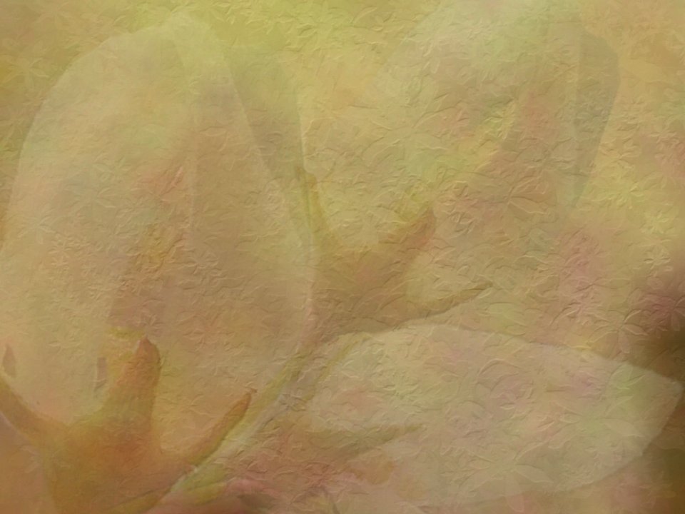 Free texture - buds 3