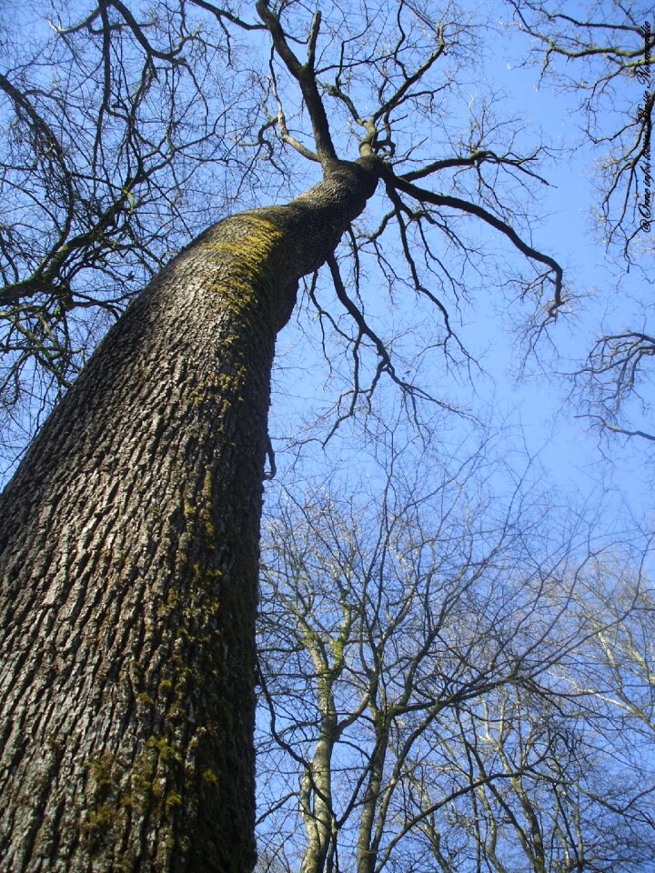Blue branches trunk