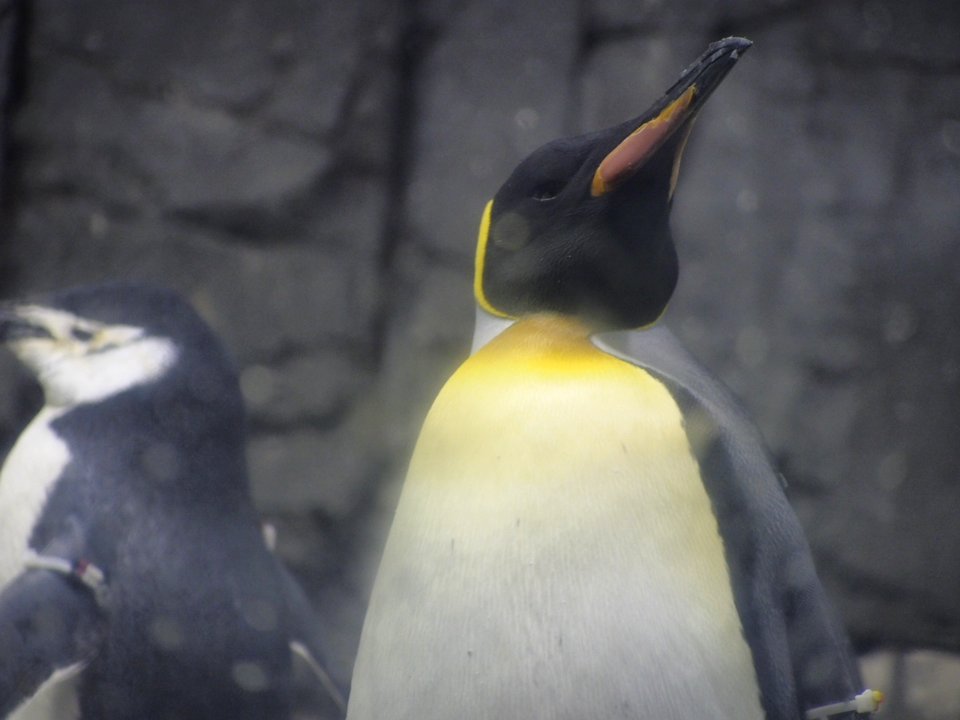 Penguins [4280002]