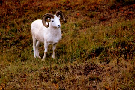 2010 DENA Sheep1 KenHill