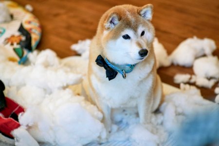 bad doge