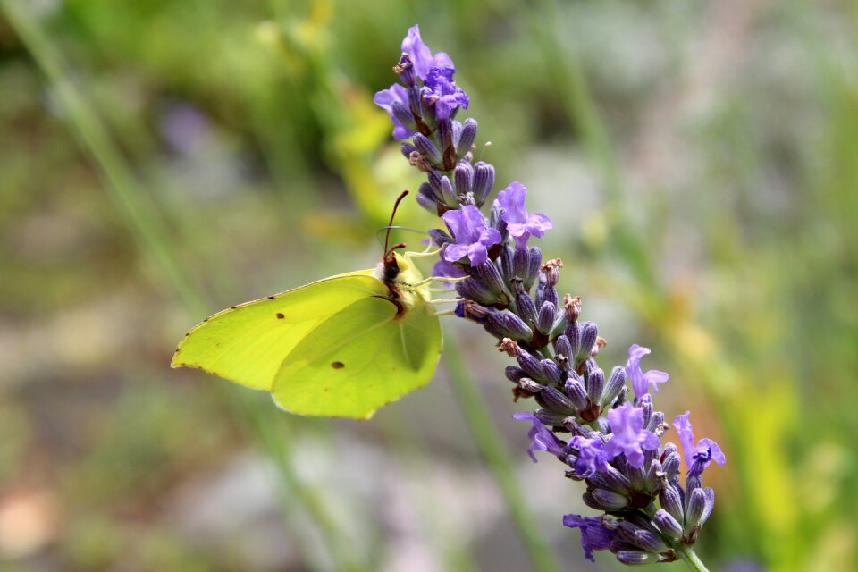 Gonepteryx rhamni lavender butterfly photo