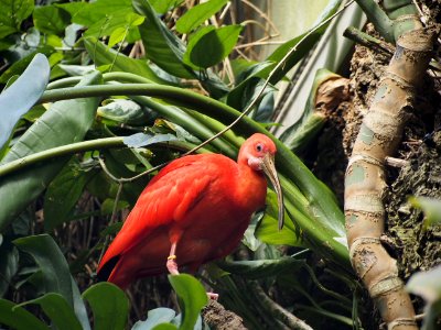 Long Beak Bird [4280073]