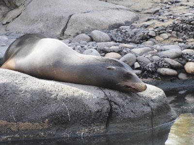 Sea Lion [4280127]