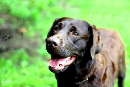 boonfield (21)
