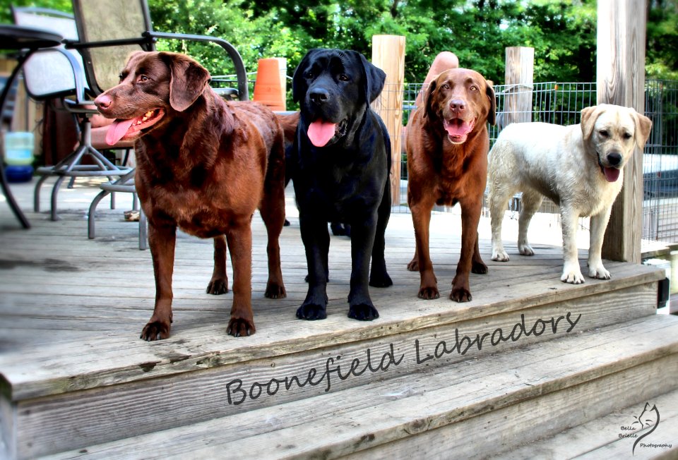 boonfield (67)