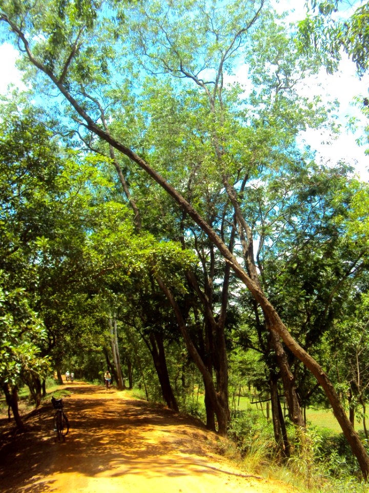 On the road again, greeted by a slanted tree
