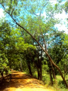 On the road again, greeted by a slanted tree