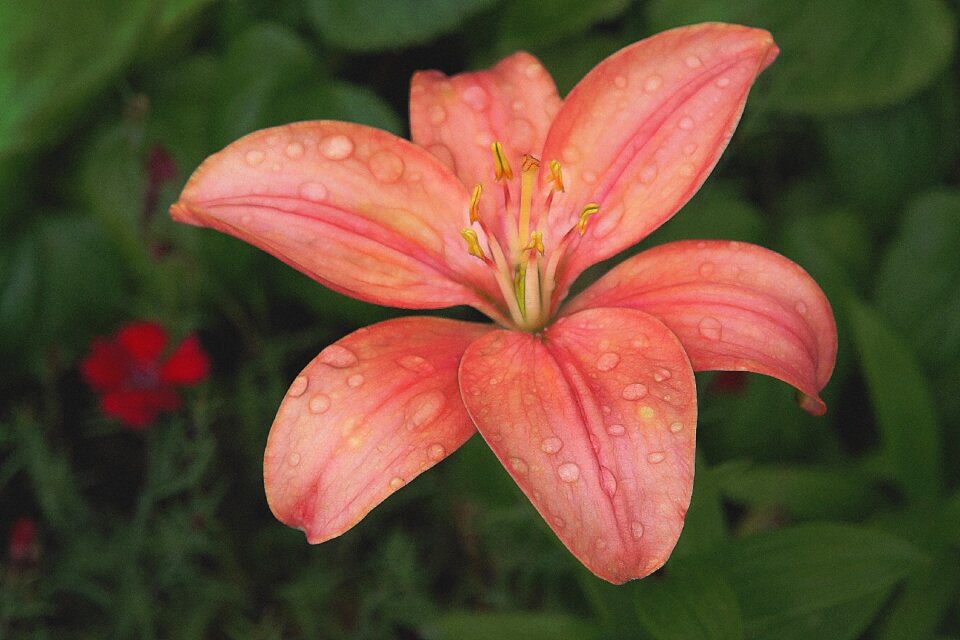 Nature petal flora