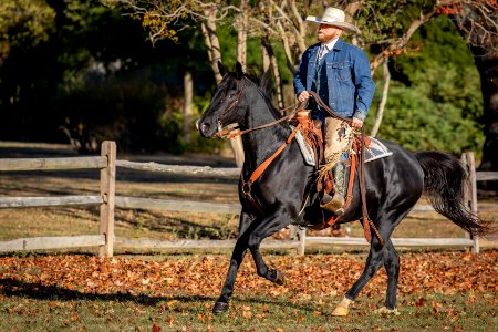Whitehall Equestrian
