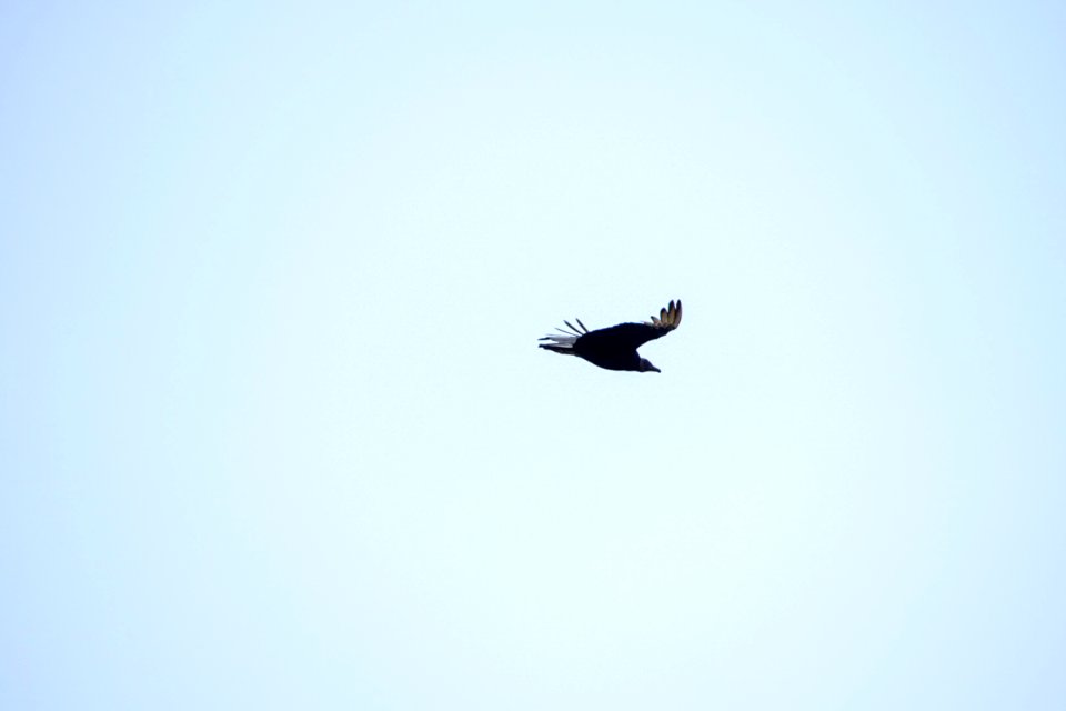 IMG 0268