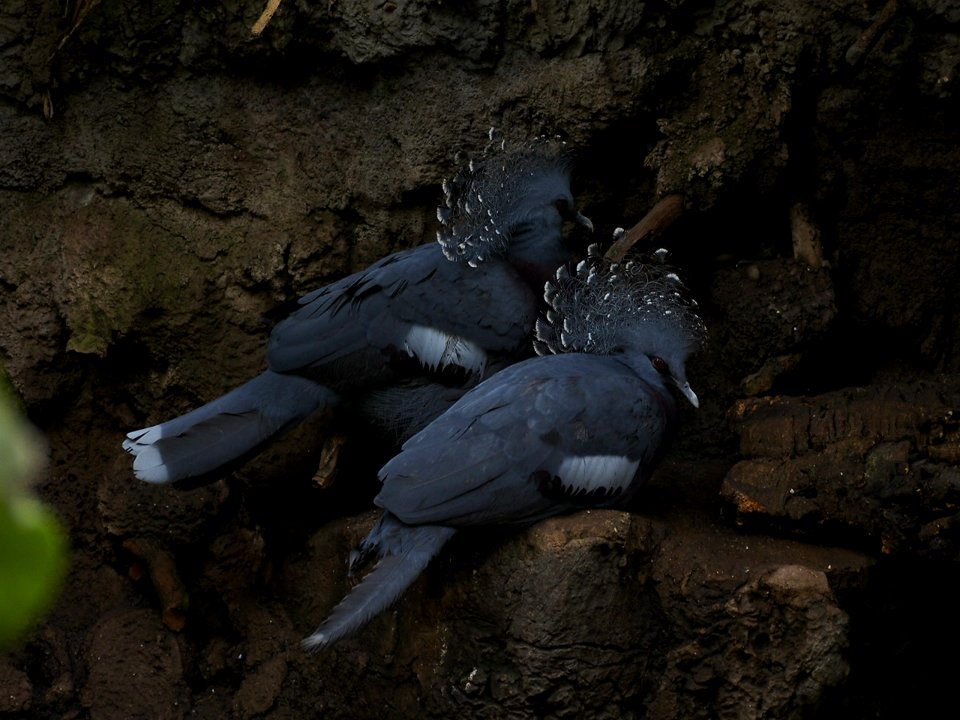 Peacocks [4280081]