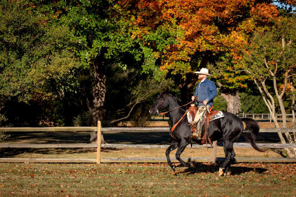 Whitehall Equestrian
