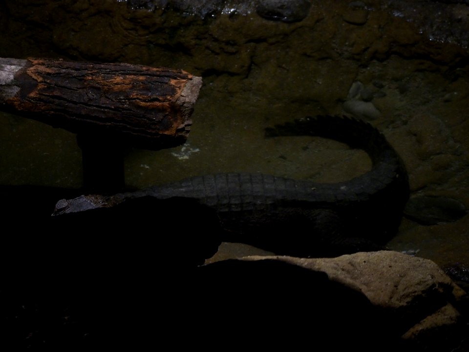 Caiman [4280089]