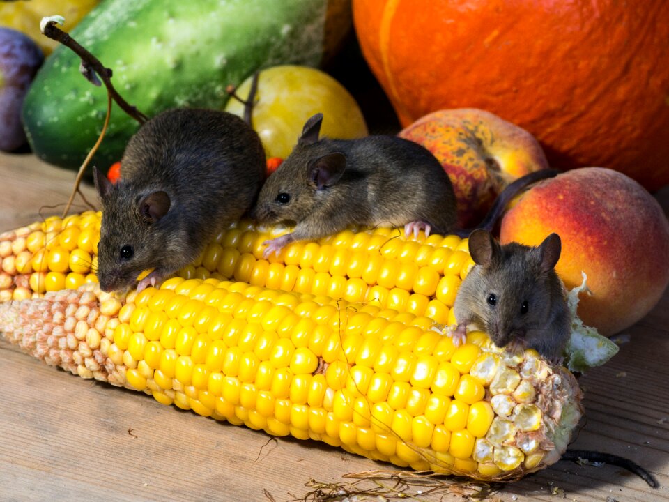 Mice corn on the cob wild