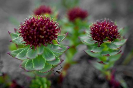 Rosewort & mosquito